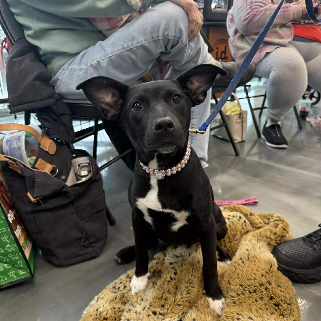 Enlarge Olive /Lucille, a Adoptable mixed breed in Joliet, IL image 4/5