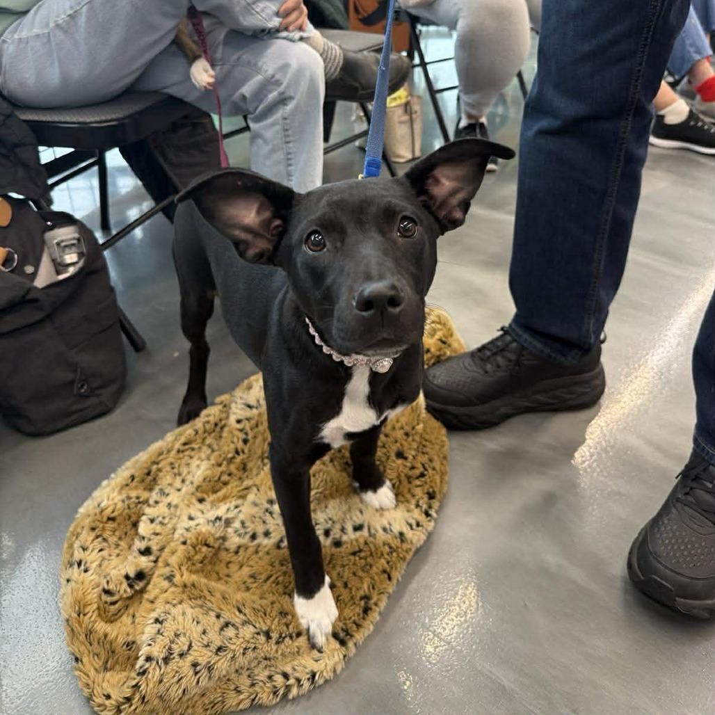 Enlarge Olive /Lucille, a Adoptable mixed breed in Joliet, IL image 5/5