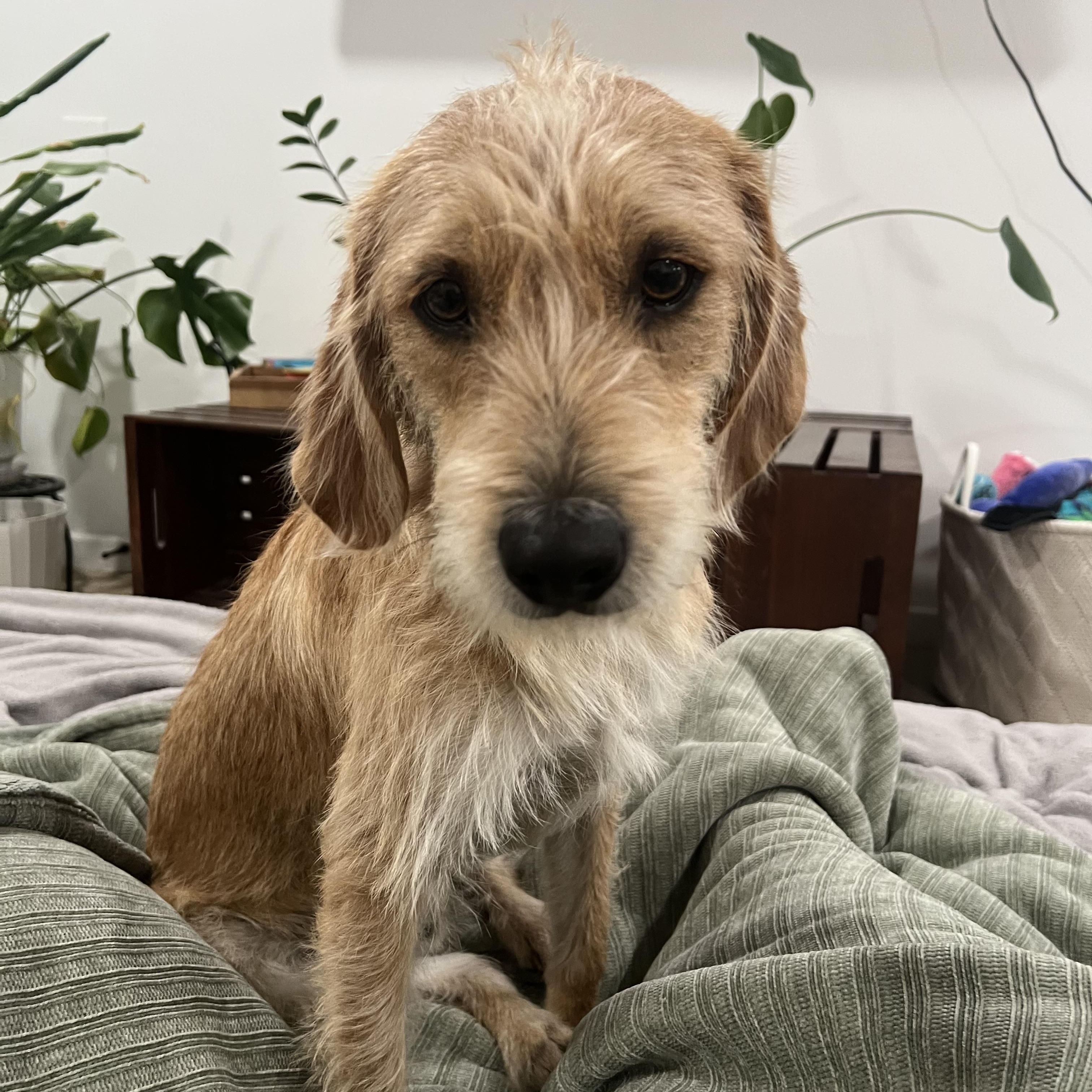 Enlarge FatBoy, an adopted mixed breed in Scottsdale, AZ image 1/4