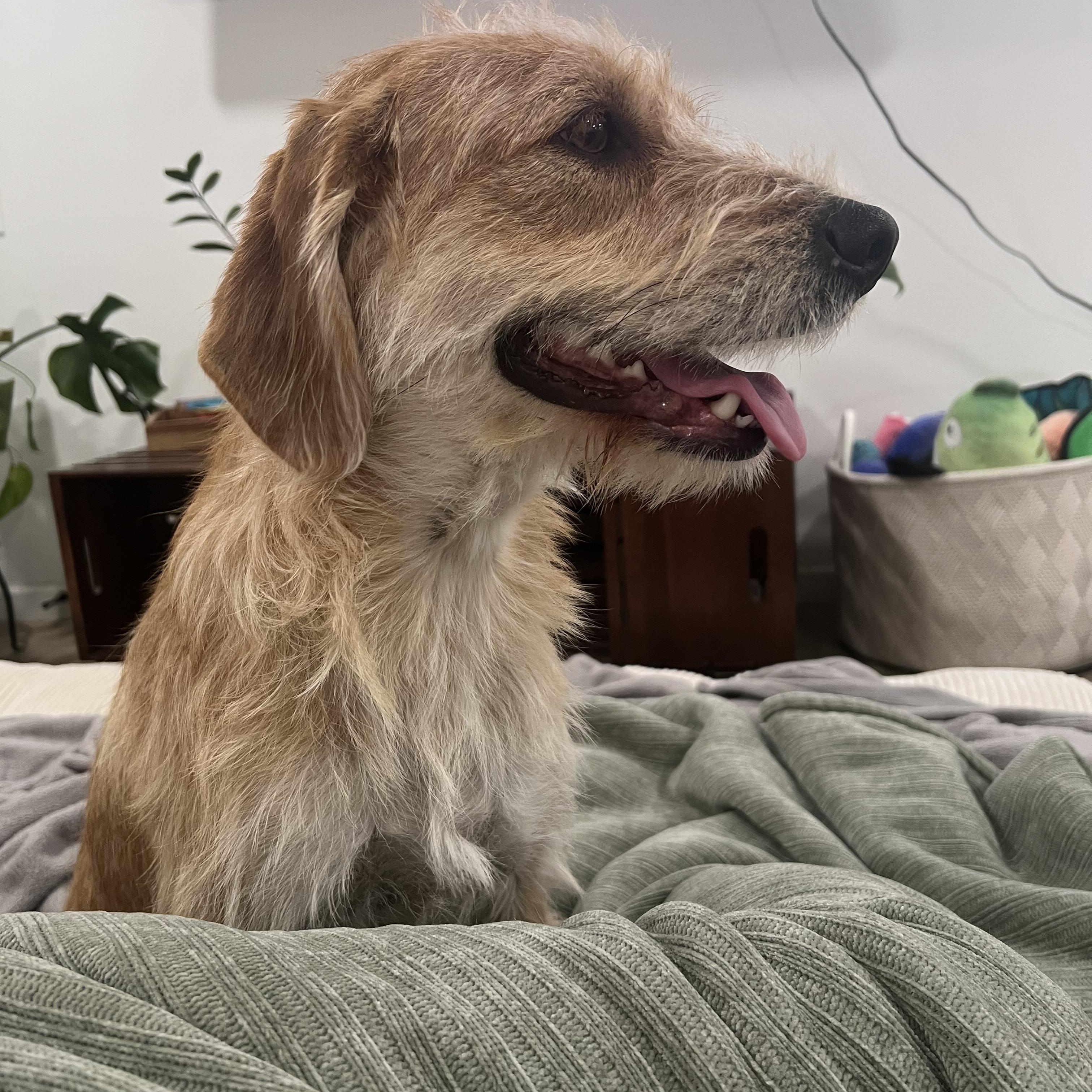 Enlarge FatBoy, an adopted mixed breed in Scottsdale, AZ image 4/4