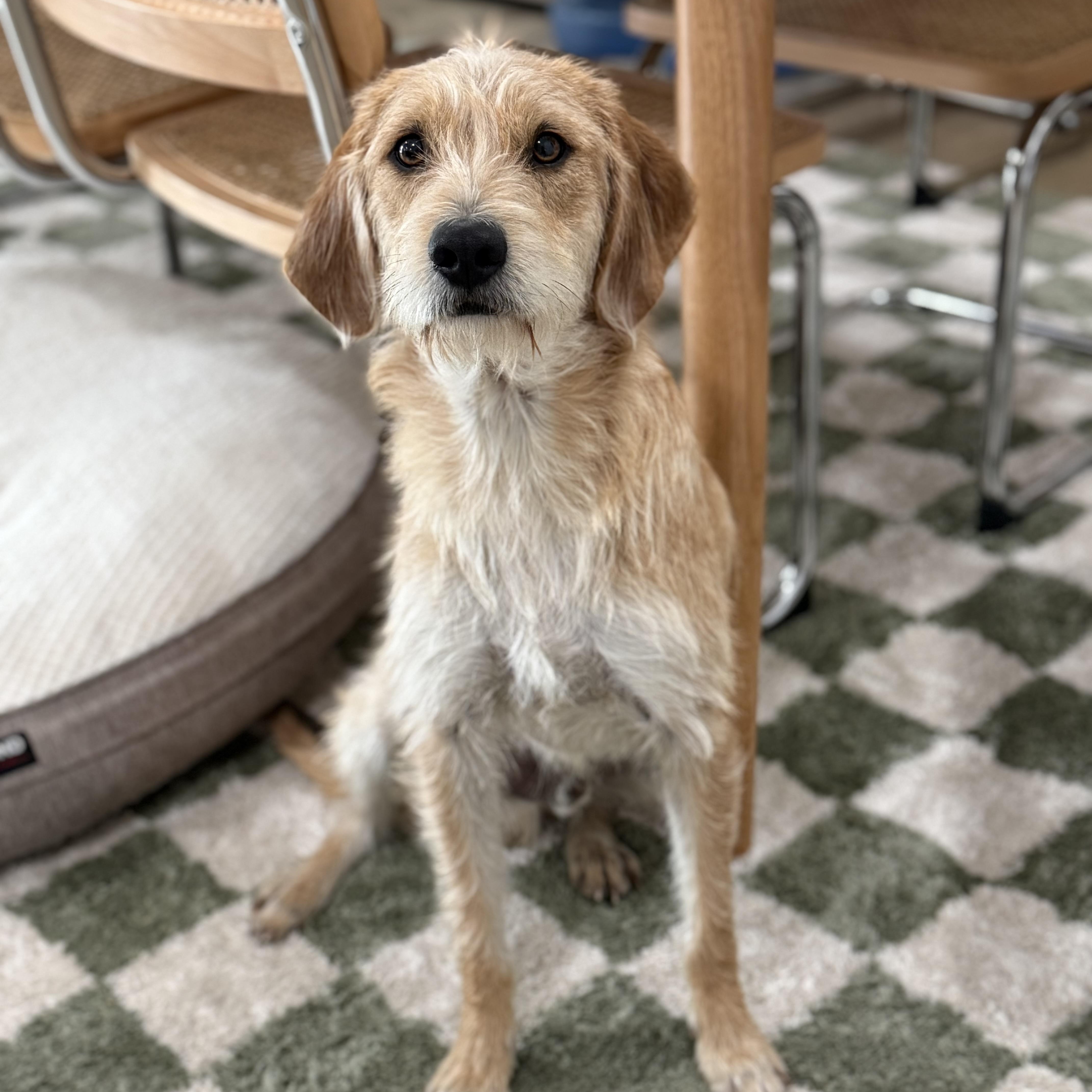 Enlarge FatBoy, an adopted mixed breed in Scottsdale, AZ image 3/4