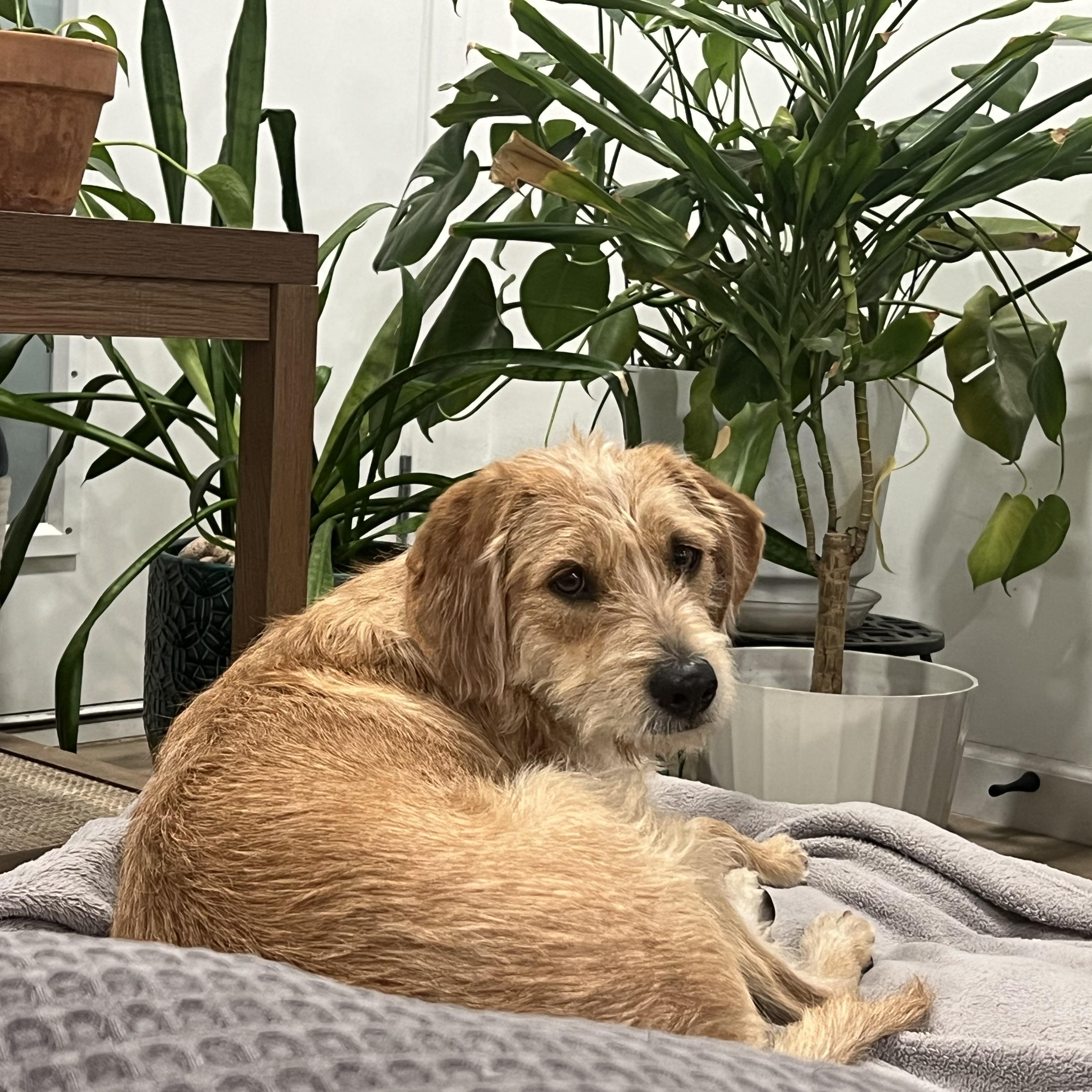 Enlarge FatBoy, an adopted mixed breed in Scottsdale, AZ image 2/4