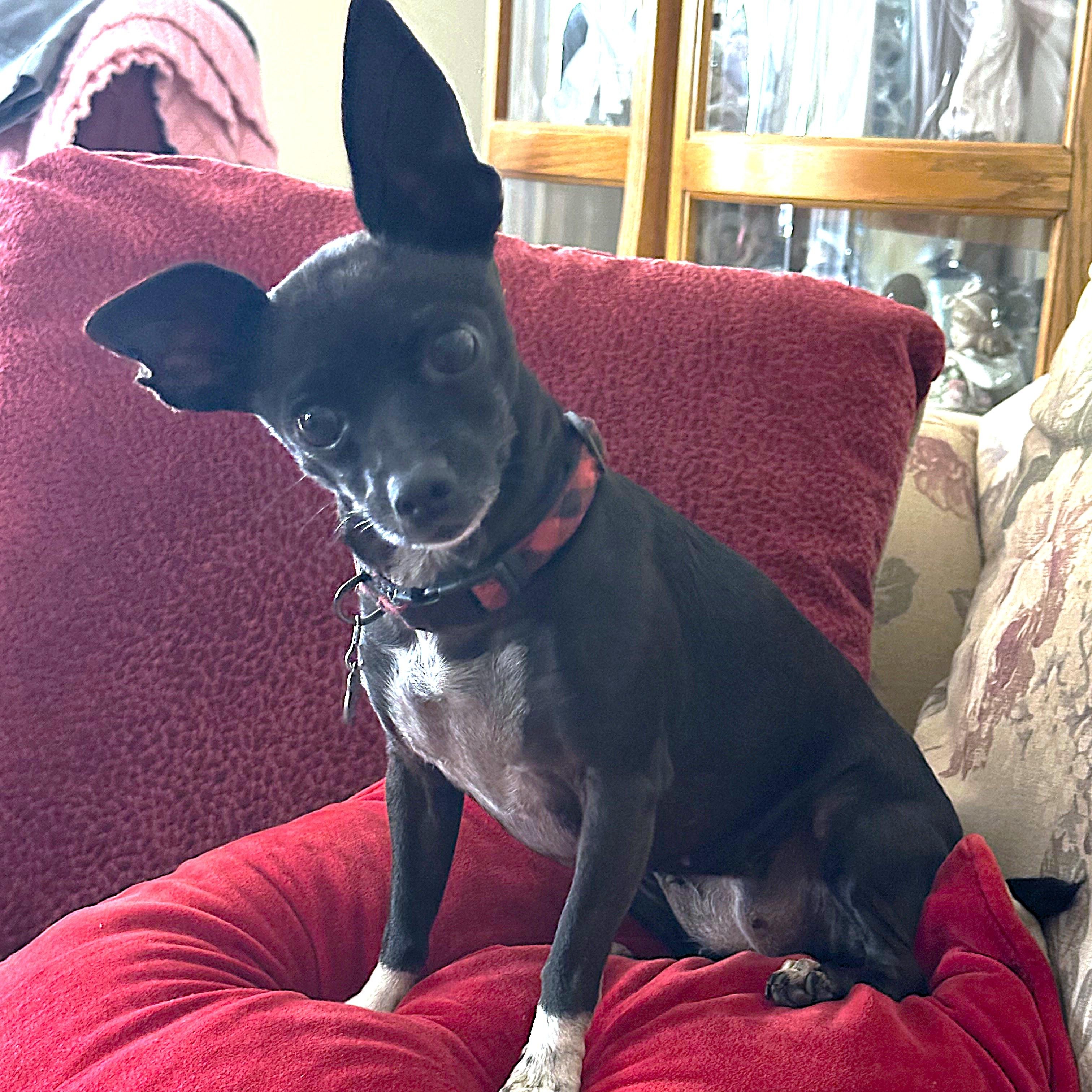 Choo Choo, ADOPTABLE, Adult Female Chihuahua.