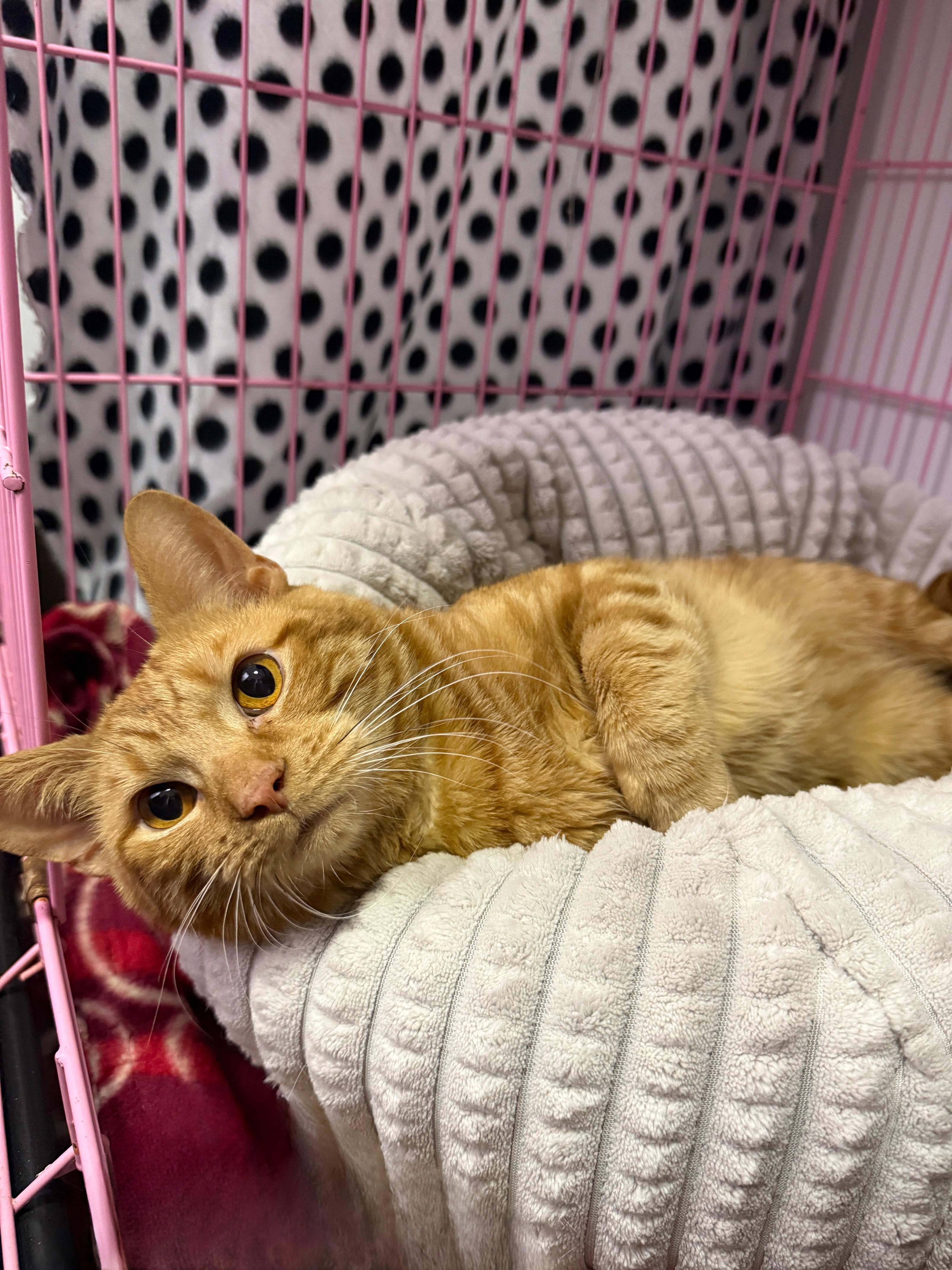 Enlarge Toby, an adopted Domestic Short Hair in Orleans, VT image 2/3