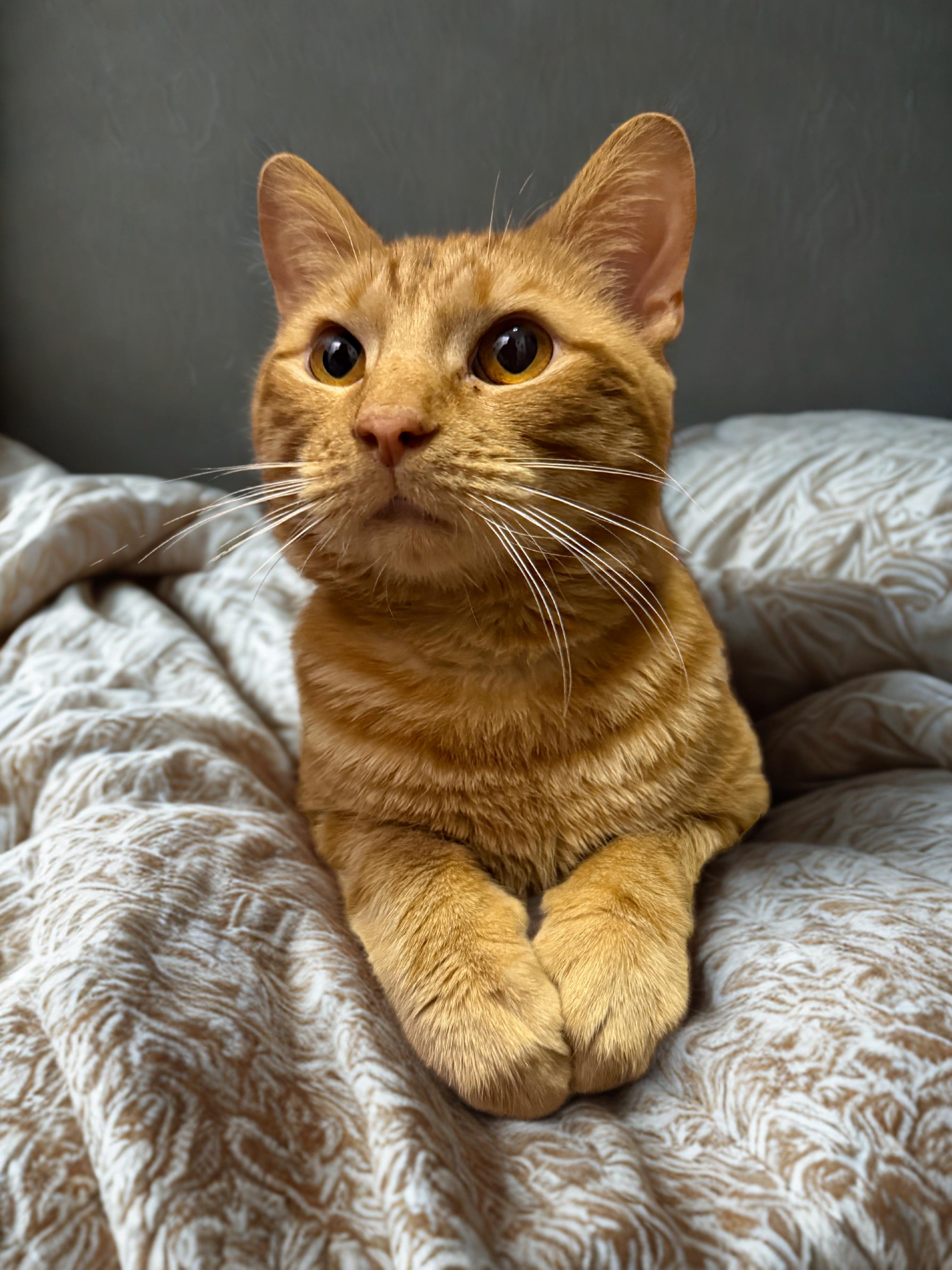 Toby, adopted, Adult Male Domestic Short Hair.