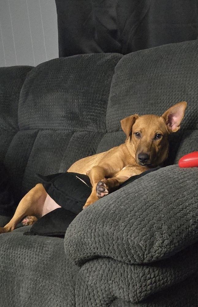 Enlarge Buffy, a Adoptable mixed breed in Cheektowaga, NY image 1/1