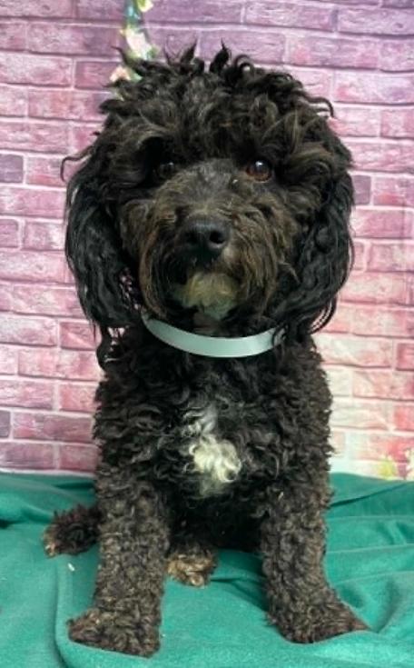 Penn, Adoptable, Adult Male Poodle.