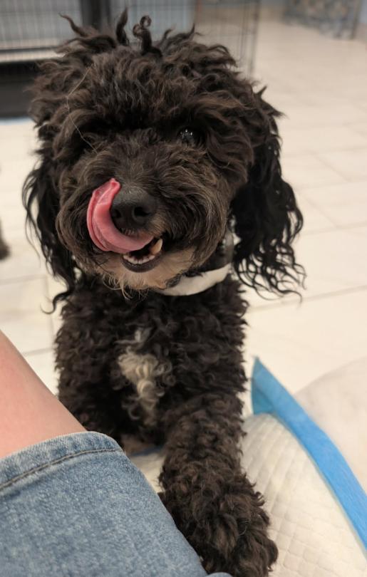 Penn, a Adoptable Poodle in Cortez, CO image 2/4