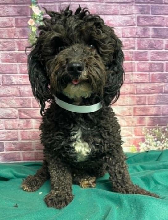 Penn, a Adoptable Poodle in Cortez, CO image 3/4