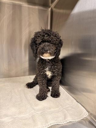 Penn, a Adoptable Poodle in Cortez, CO image 4/4