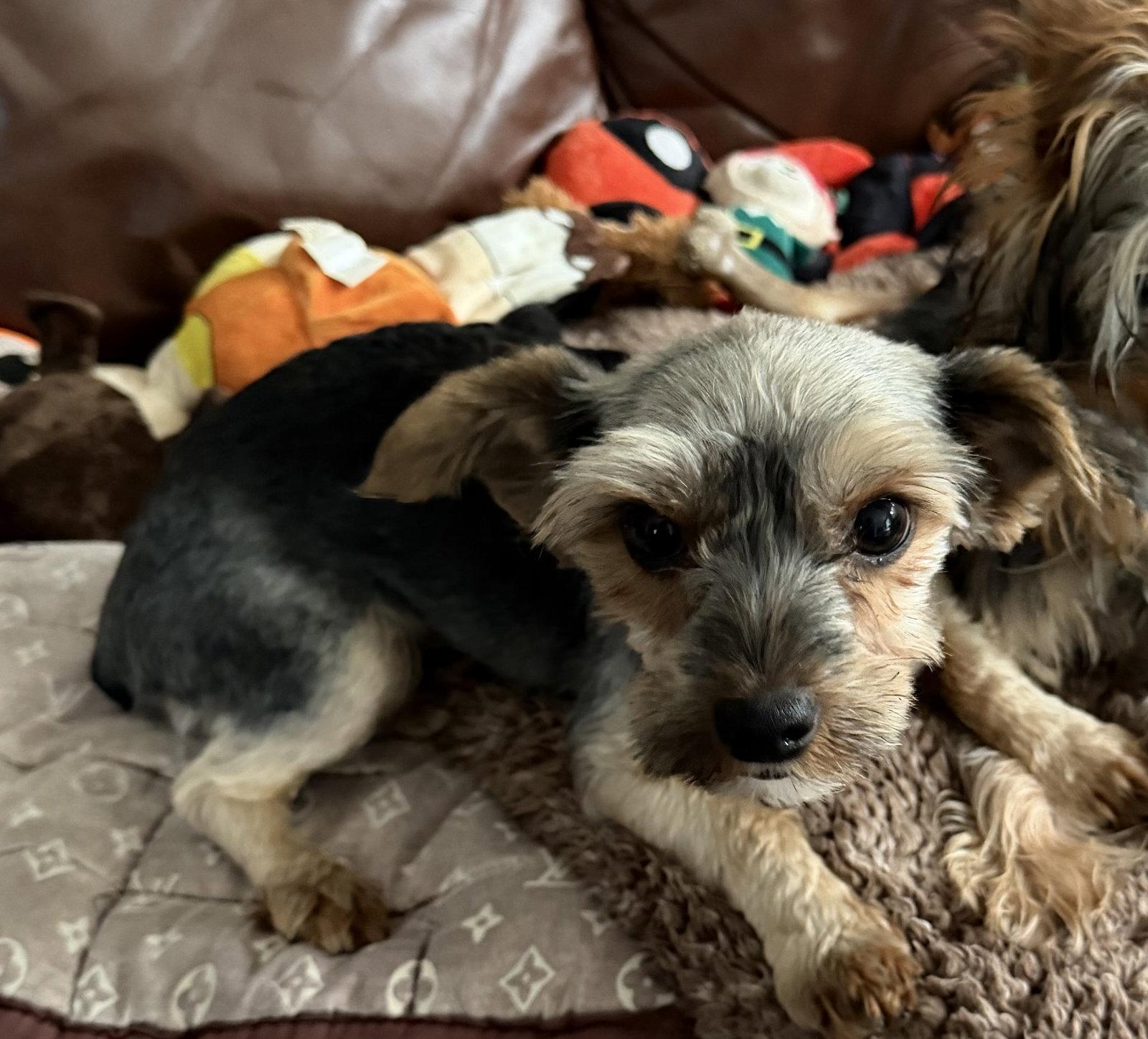 Cookie3786, Adoptable, Puppy Female Yorkshire Terrier.