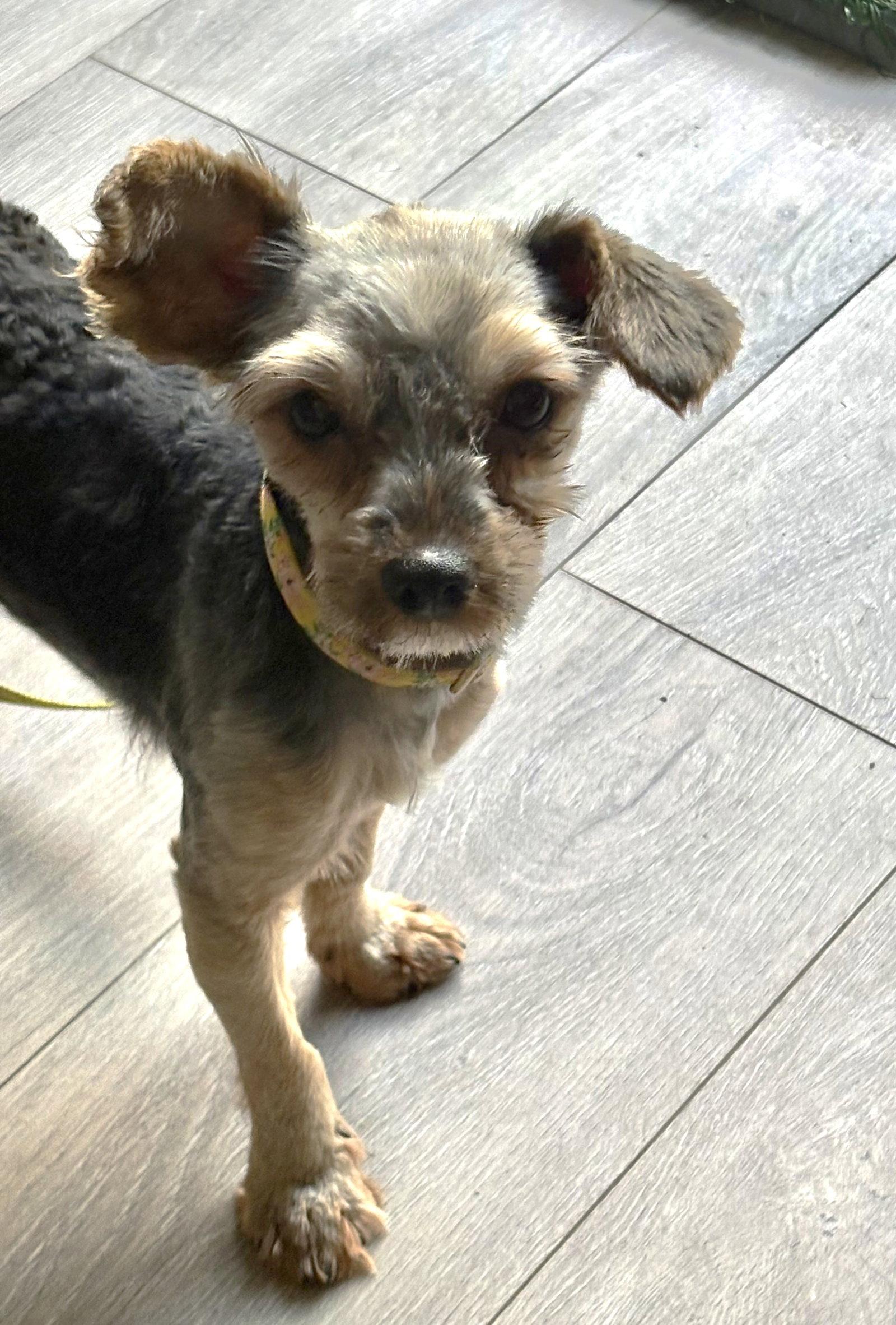 Enlarge Cookie3786, a Adoptable Yorkshire Terrier in Pickering, ON image 2/3
