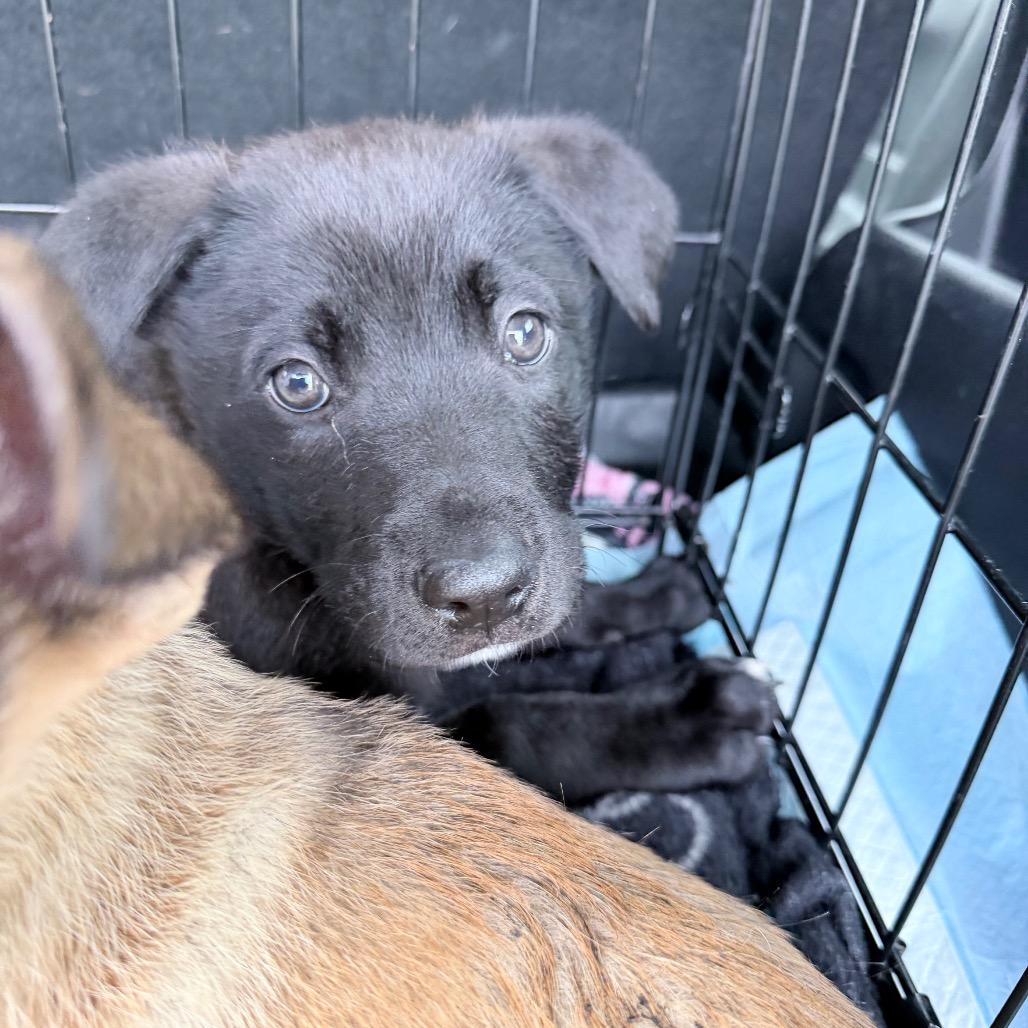 Enlarge Axel, a Adoptable mixed breed in Northville, MI image 2/4