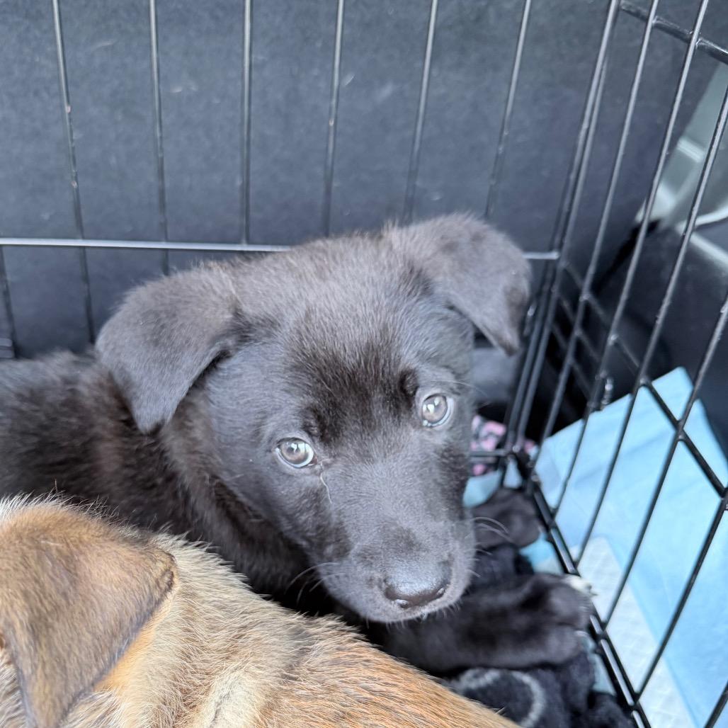 Enlarge Axel, a Adoptable mixed breed in Northville, MI image 3/4