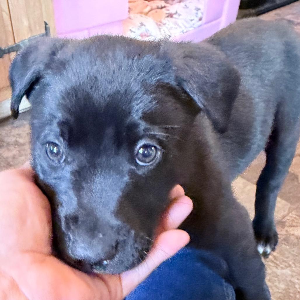 Enlarge Axel, a Adoptable mixed breed in Northville, MI image 4/4
