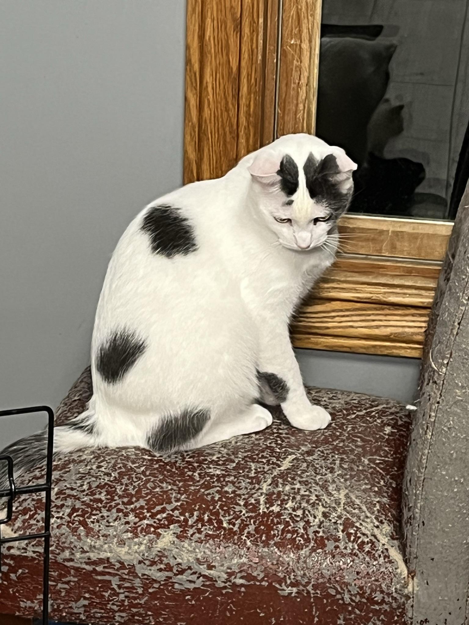 Spot, Adoptable, Adult Male Domestic Short Hair.