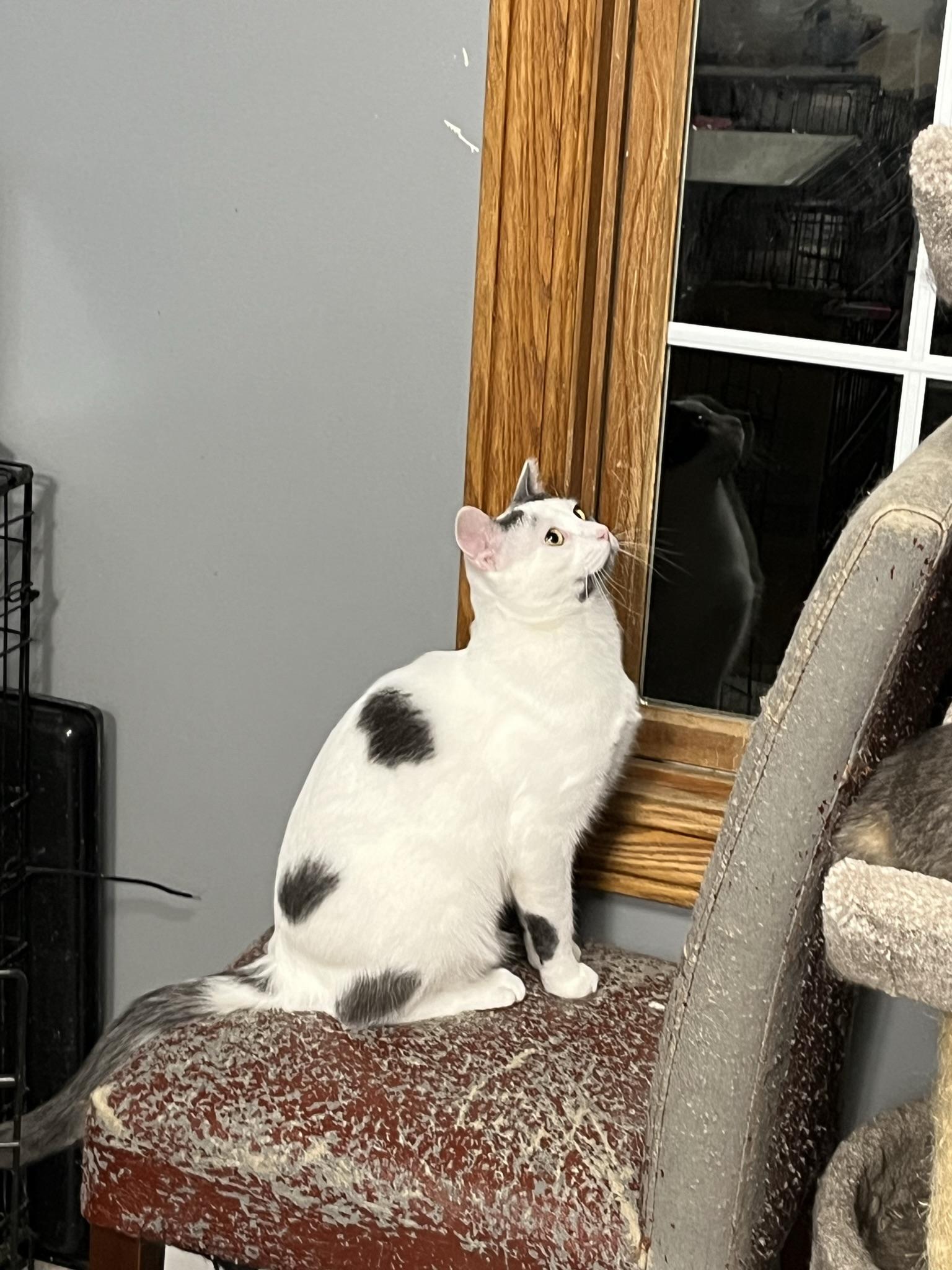 Spot, a Adoptable Domestic Short Hair in Brighton, MI image 2/4