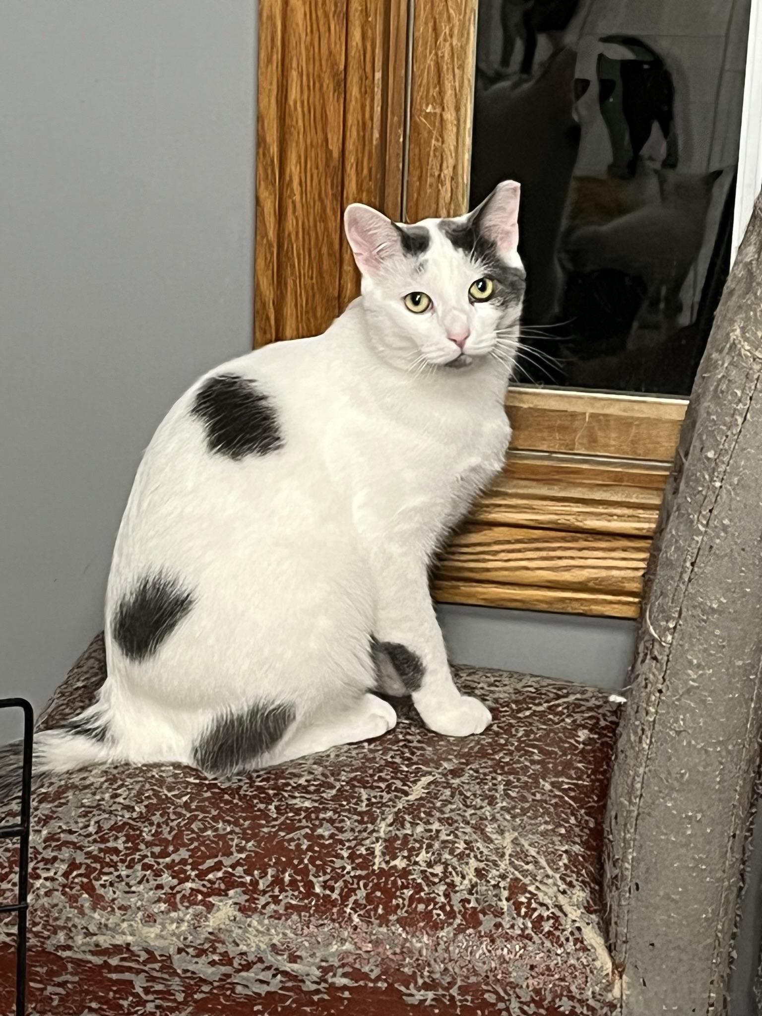 Spot, Adoptable, Adult Male Domestic Short Hair.