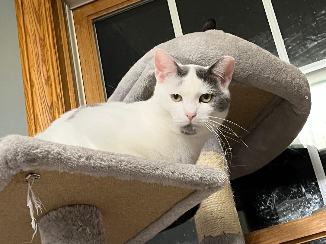 Enlarge Spot, a Adoptable Domestic Short Hair in Brighton, MI image 5/6