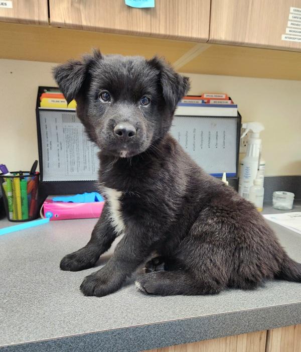 Captain Morgan, Adoptable, Puppy Male Alaskan Malamute.