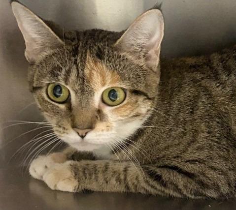 Carmella / AC 27693 B, Adoptable, Young Female Domestic Short Hair.