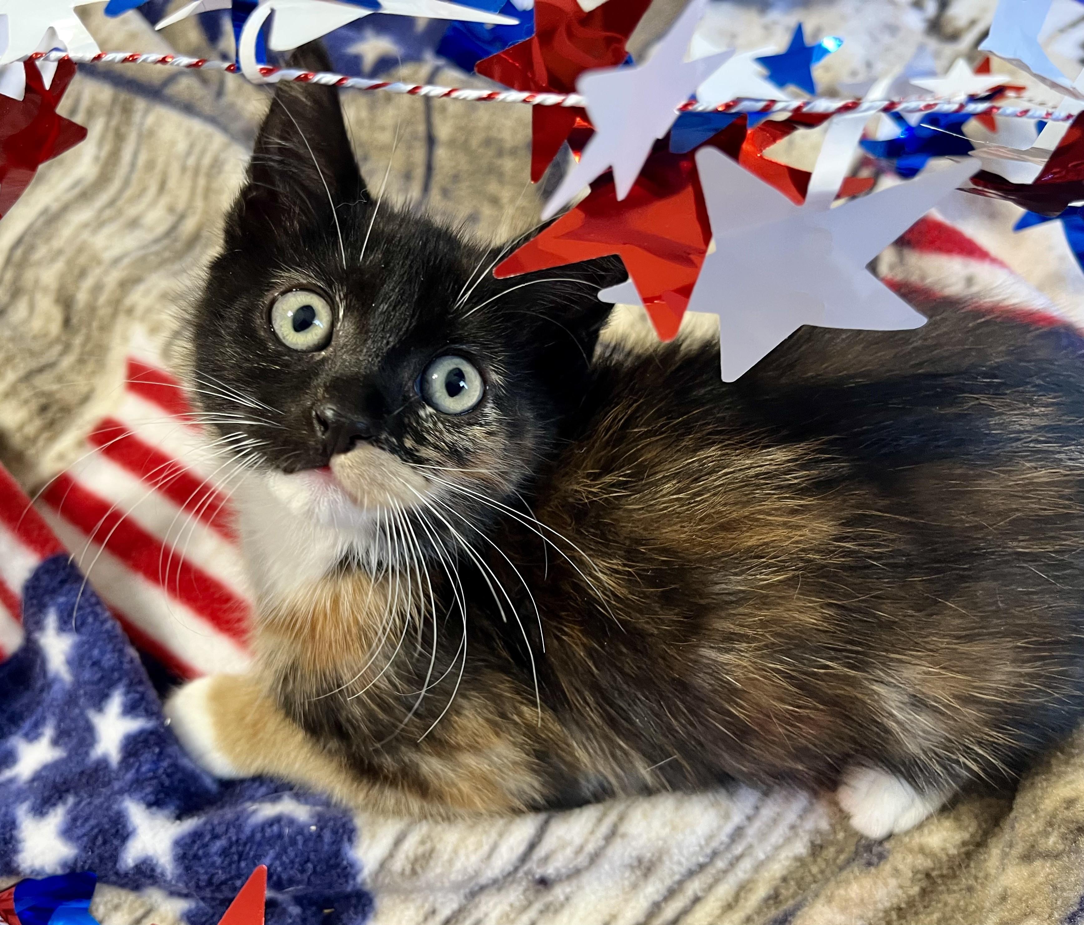 Kittens for Sunday, a ADOPTABLE mixed breed in Rocky Hill, CT image 5/6