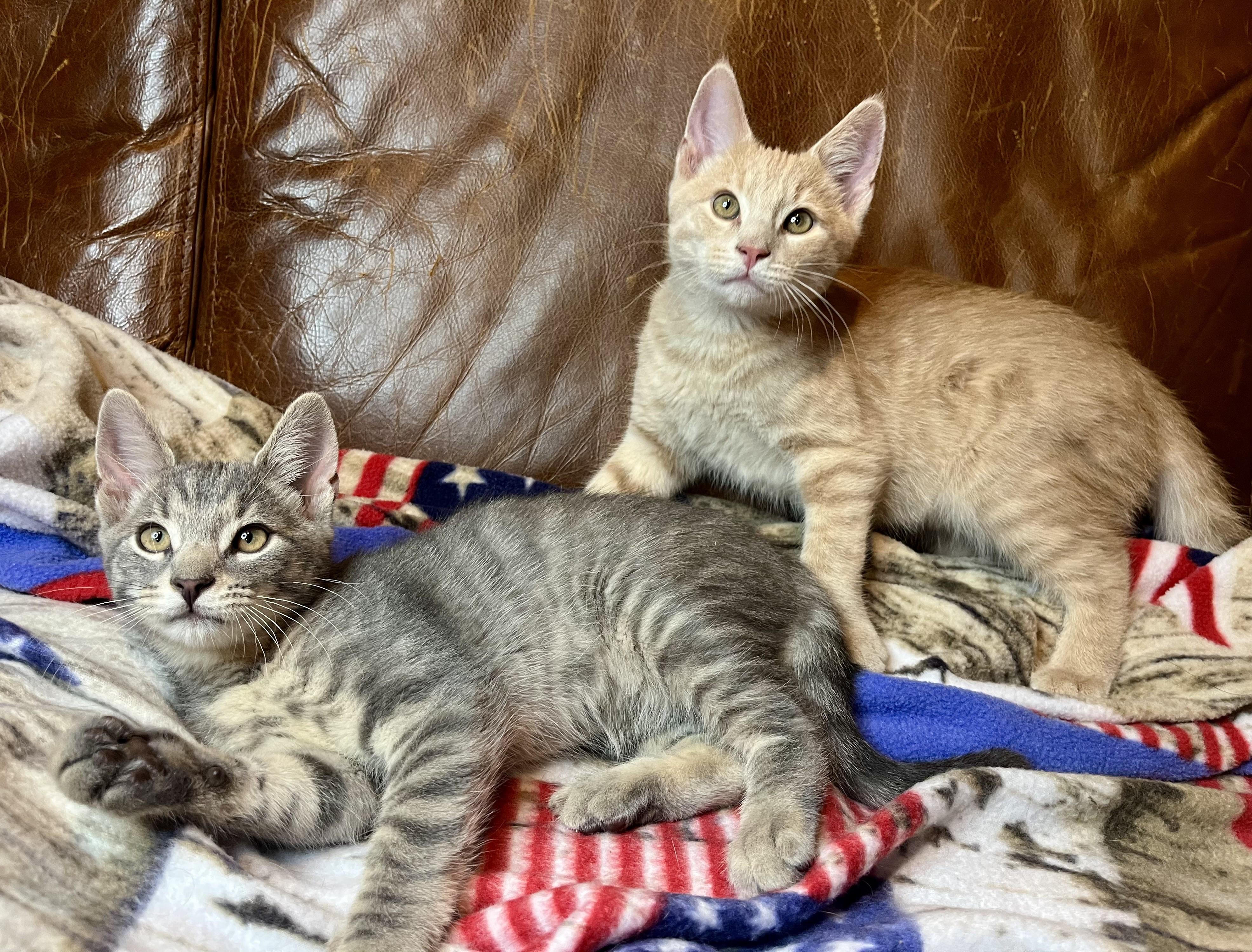 Kittens for Sunday, a ADOPTABLE mixed breed in Rocky Hill, CT image 3/6