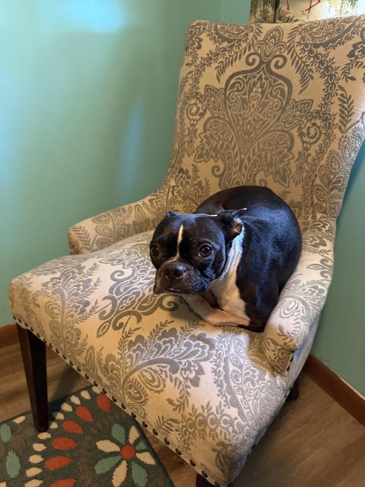 Lexi, Adoptable, Senior Female Boston Terrier.