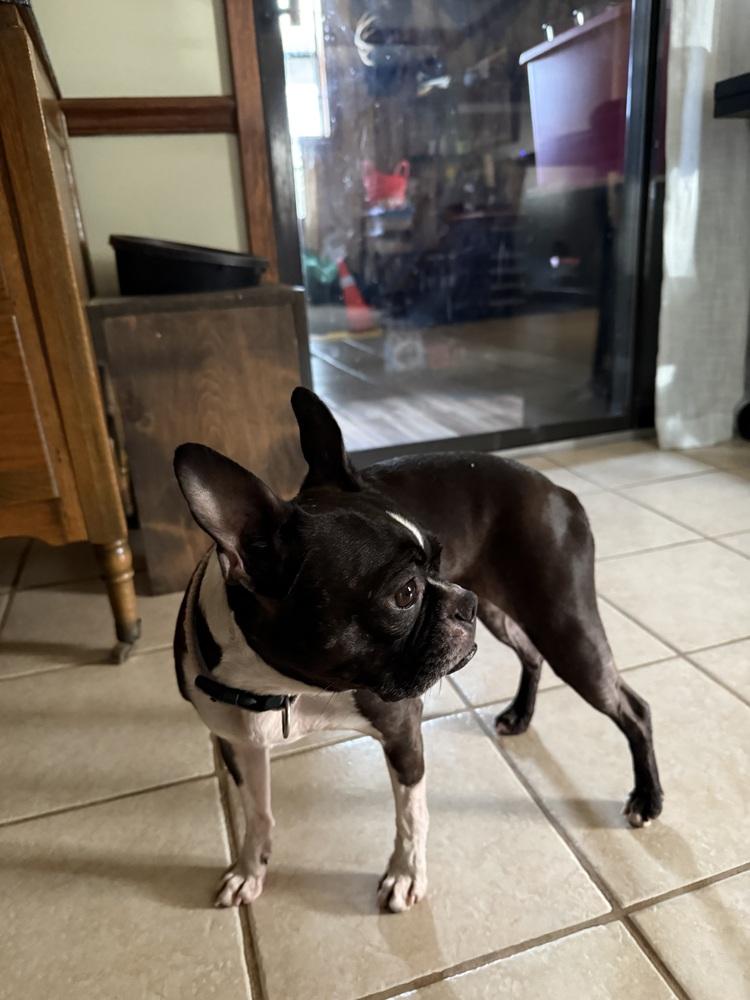 Enlarge Lexi, a Adoptable Boston Terrier in Jackson, TN image 2/5