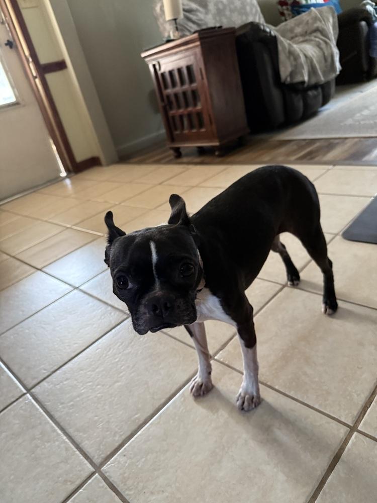 Enlarge Lexi, a Adoptable Boston Terrier in Jackson, TN image 3/5