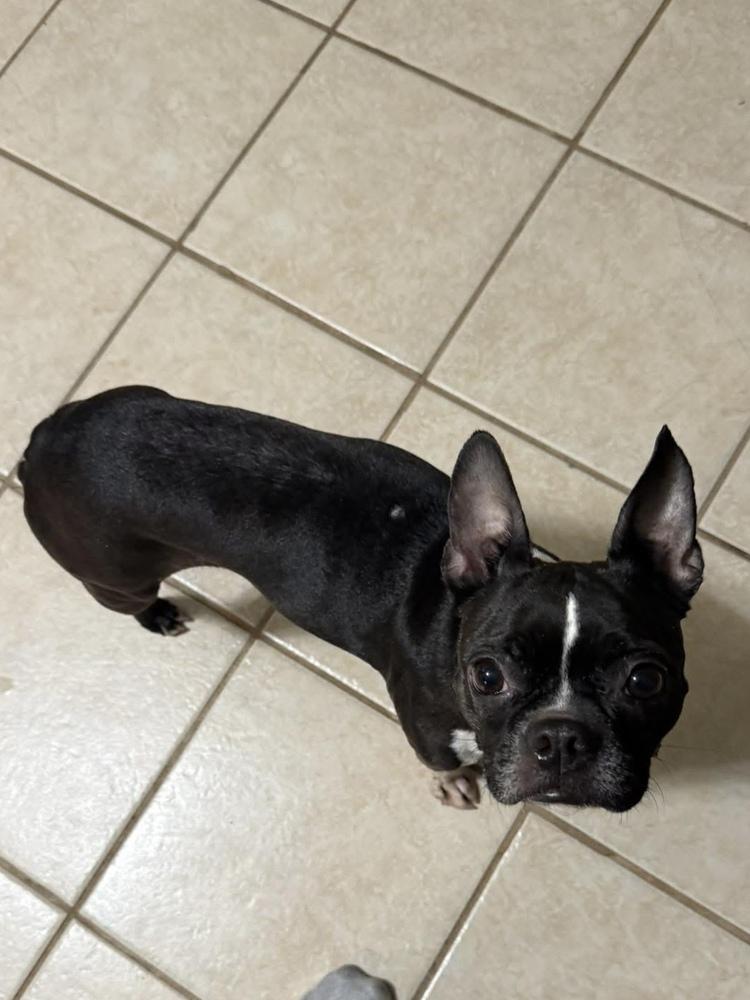 Enlarge Lexi, a Adoptable Boston Terrier in Jackson, TN image 5/5