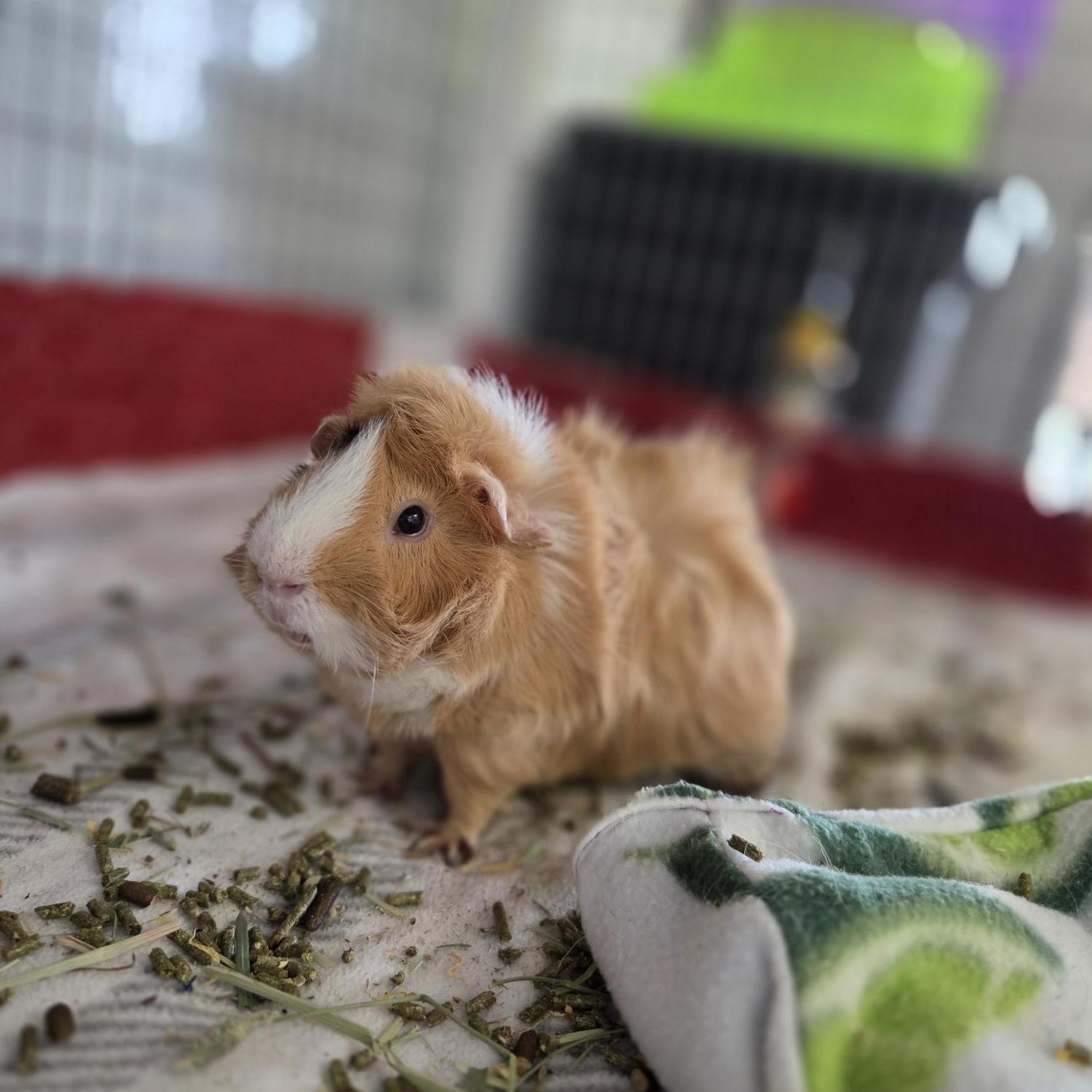 Maui & Pua, ADOPTABLE, Adult Male Guinea Pig.