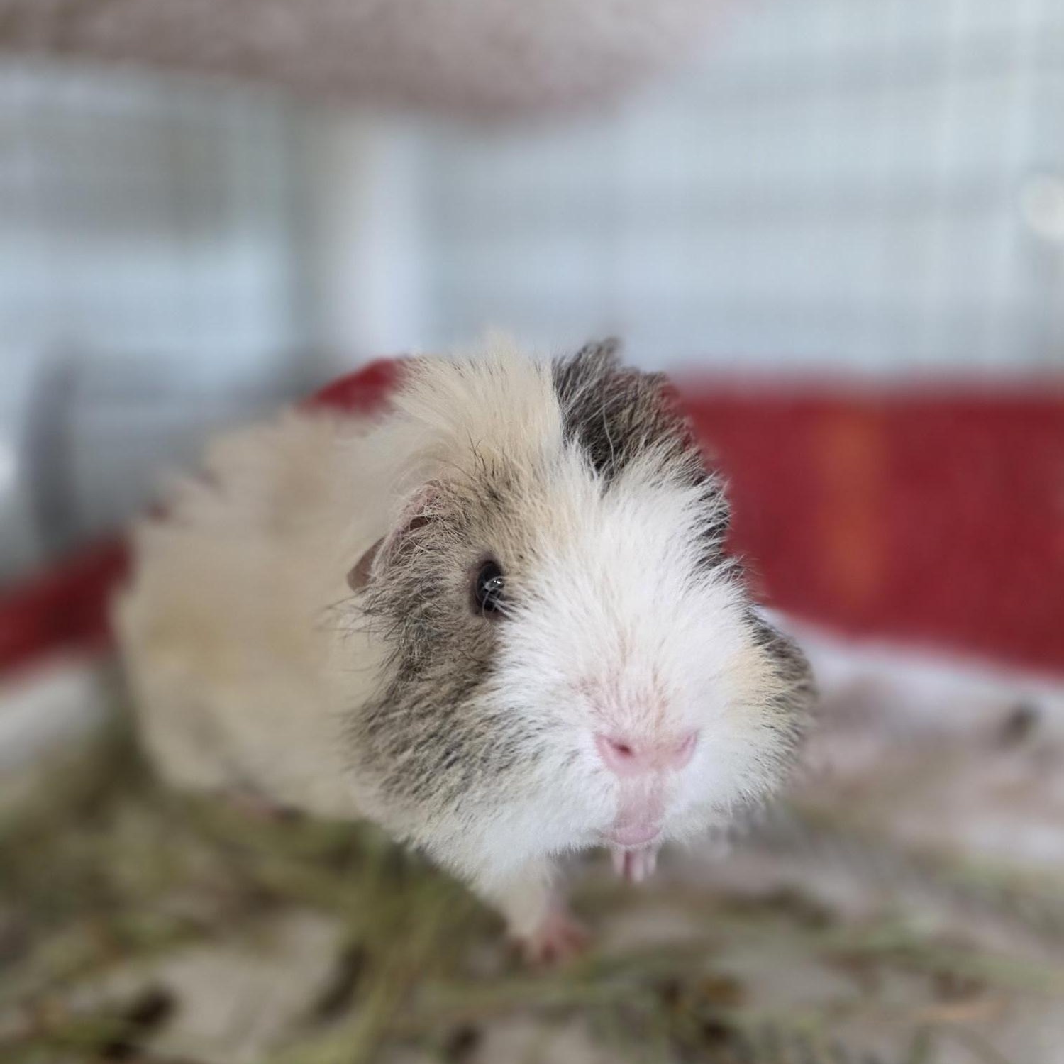 Maui & Pua, a ADOPTABLE Guinea Pig in Iowa City, IA image 2/2