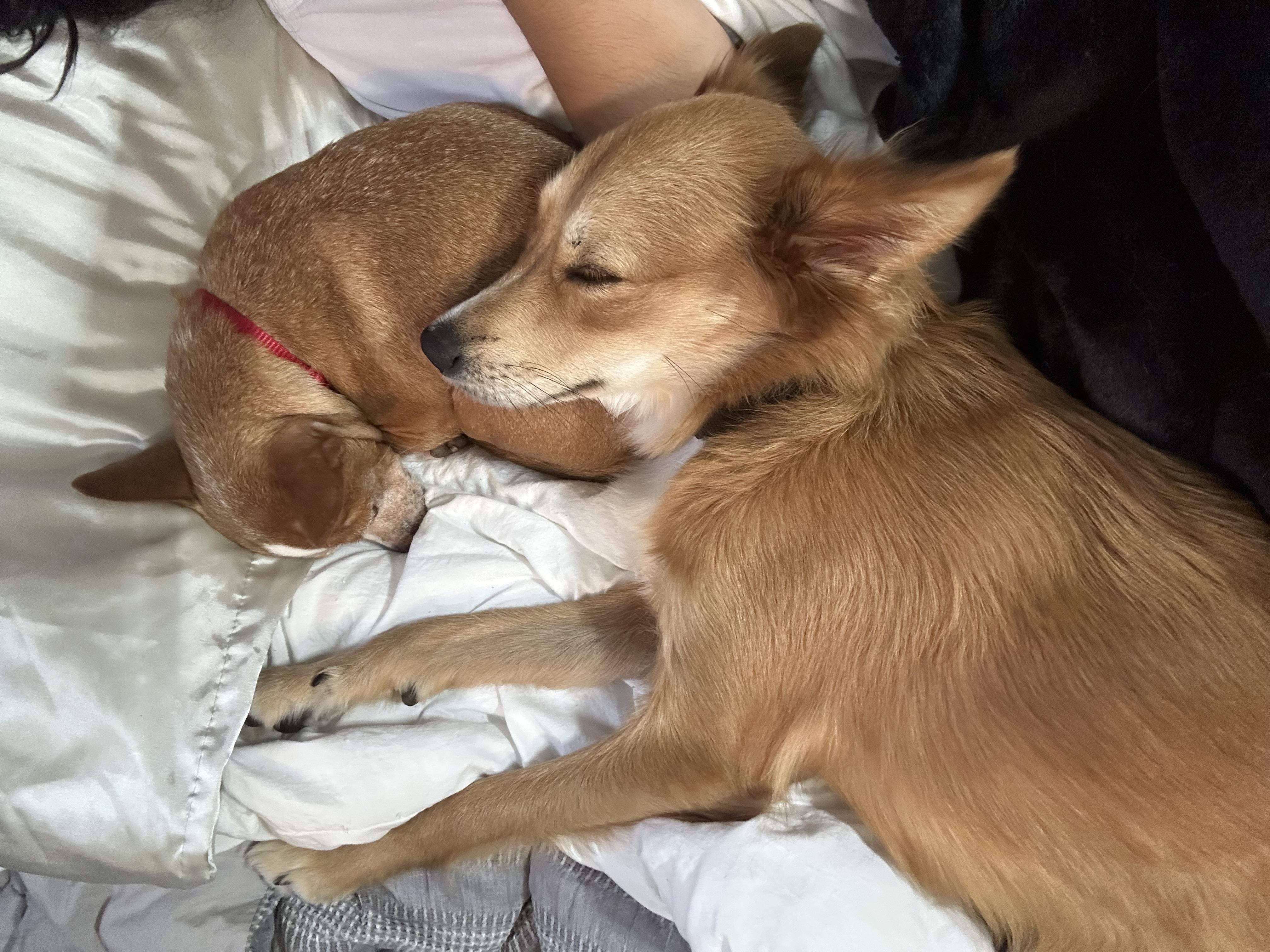 Enlarge Sussy, a Adoptable mixed breed in Harrison, NY image 4/6