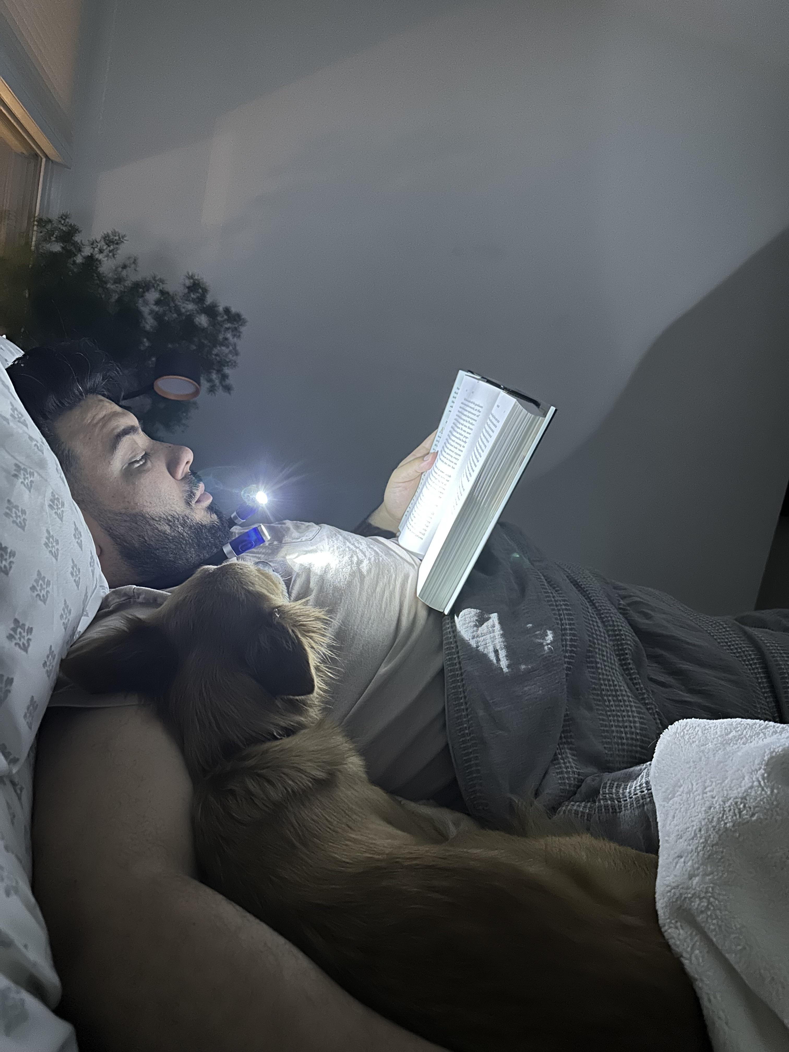 Enlarge Sussy, a Adoptable mixed breed in Harrison, NY image 2/6