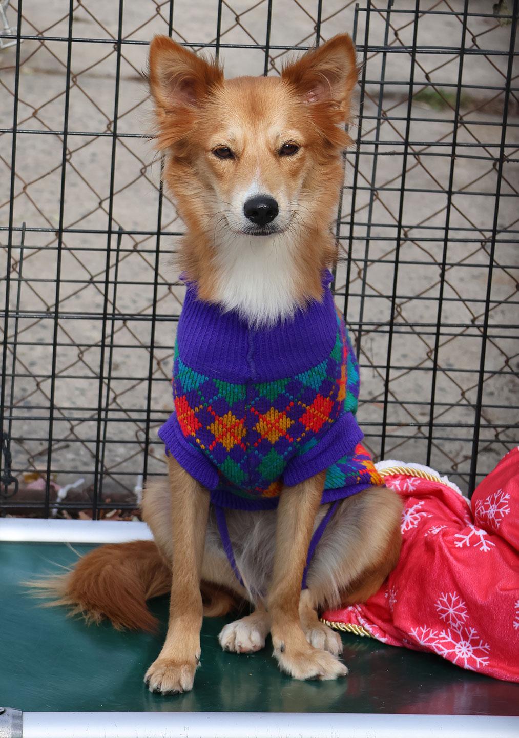 Enlarge Sussy, a Adoptable mixed breed in Harrison, NY image 3/6