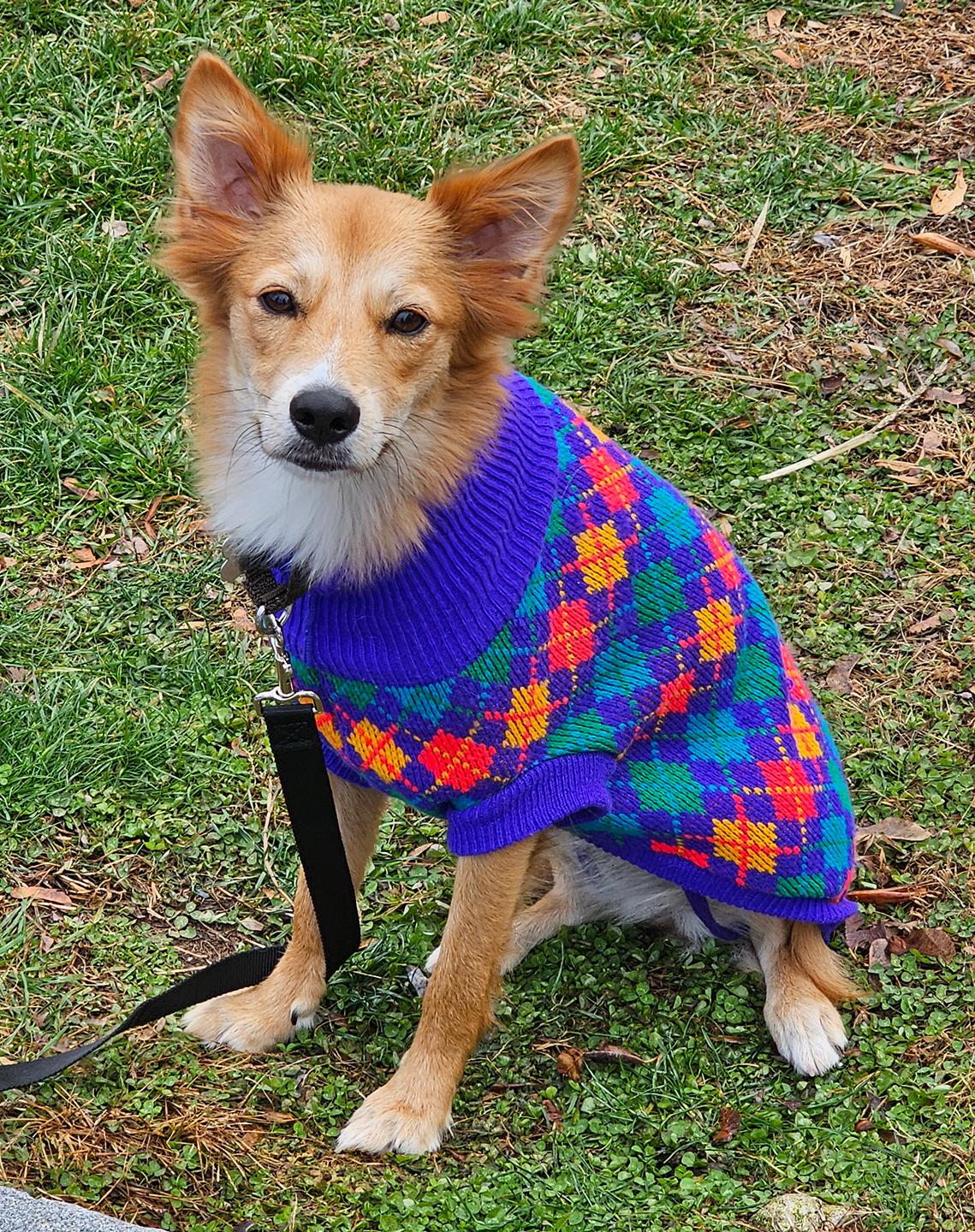 Enlarge Sussy, a Adoptable mixed breed in Harrison, NY image 1/6