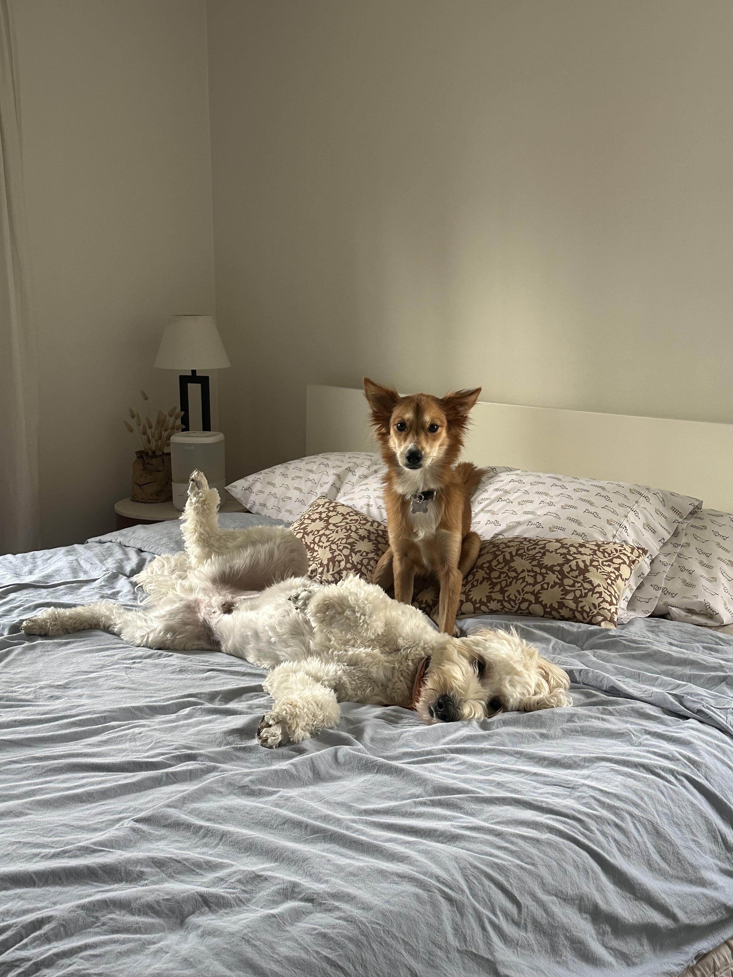 Enlarge Sussy, a Adoptable mixed breed in Harrison, NY image 5/6