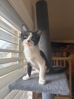 Enlarge BRI, a Adoptable Domestic Medium Hair in Fort Walton Beach, FL image 1/1