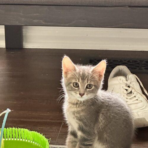 Baja Blast, Adoptable, Kitten Female Domestic Short Hair.