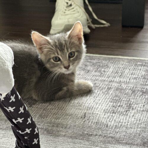 Baja Blast, a Adoptable Domestic Short Hair in Canal Winchester, OH image 2/5
