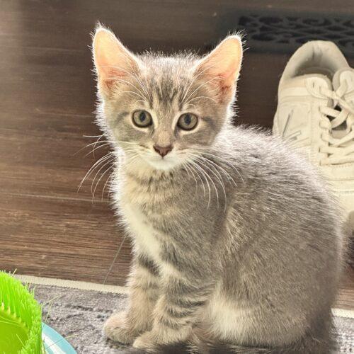 Baja Blast, a Adoptable Domestic Short Hair in Canal Winchester, OH image 3/5