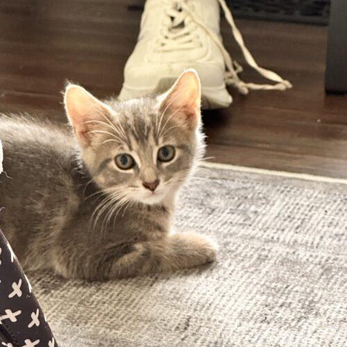 Baja Blast, a Adoptable Domestic Short Hair in Canal Winchester, OH image 4/5