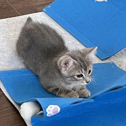 Baja Blast, a Adoptable Domestic Short Hair in Canal Winchester, OH image 5/5