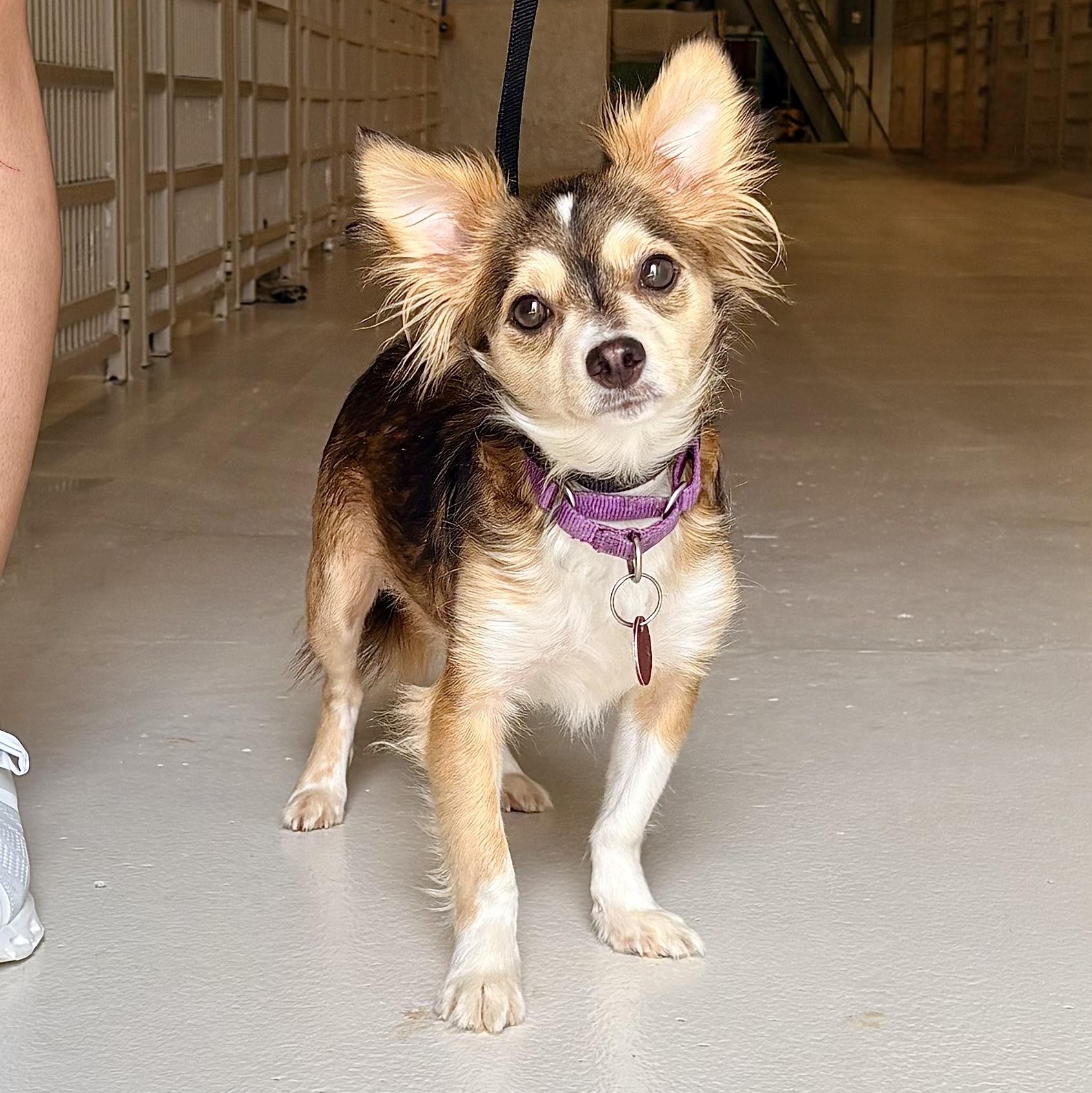 Smooshy, adopted, Adult Female Papillon.