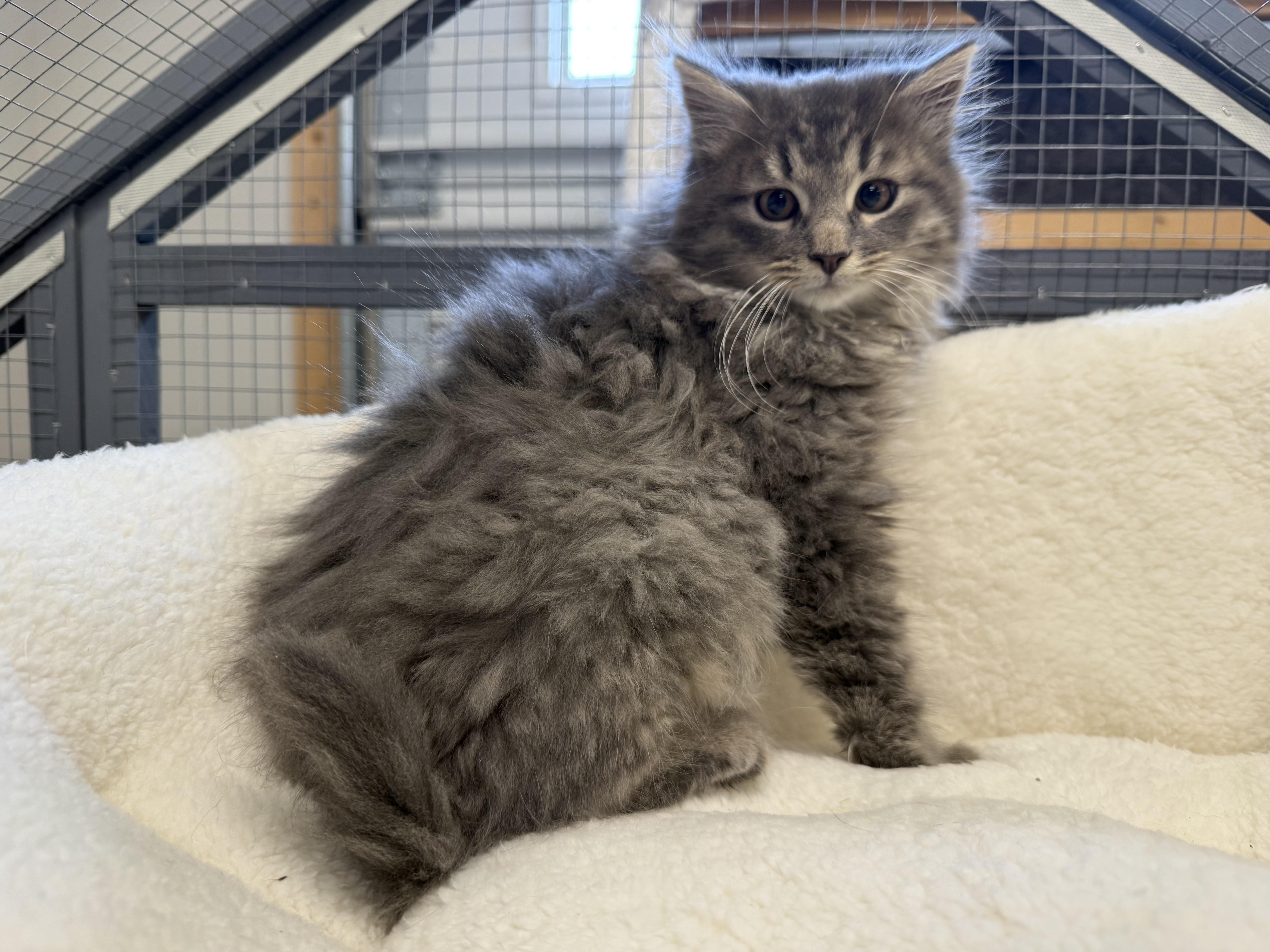 Enlarge Miles, a ADOPTABLE Domestic Long Hair in CANONSBURG, PA image 1/1