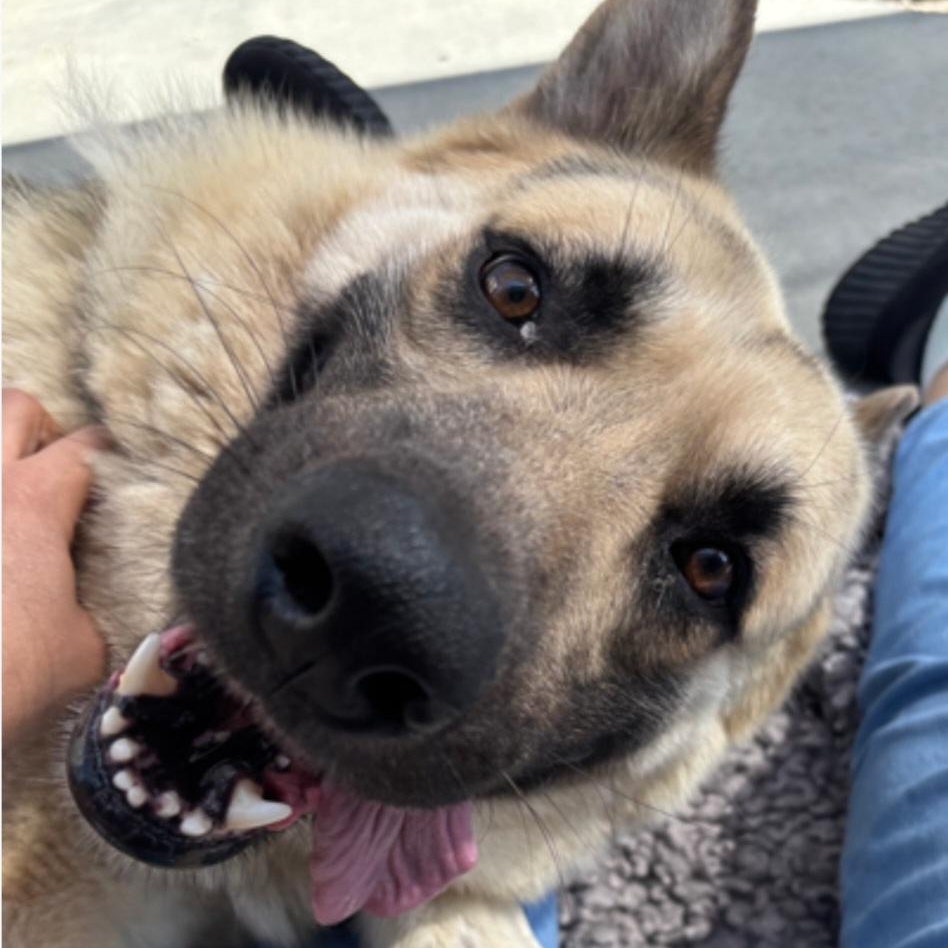 Kenny, a Adoptable German Shepherd Dog in Santa Barbara, CA image 6/6