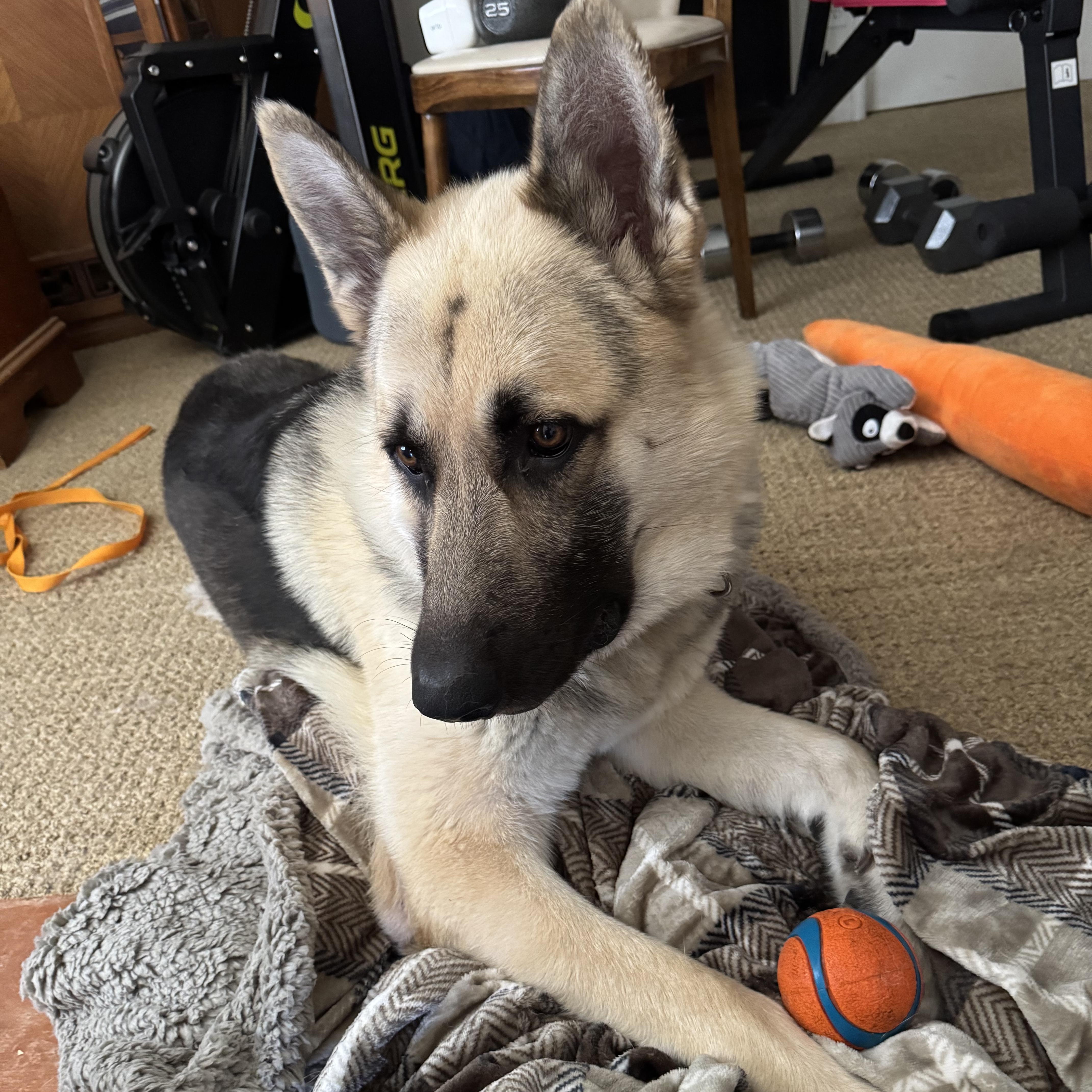 Kenny, a Adoptable German Shepherd Dog in Santa Barbara, CA image 1/6