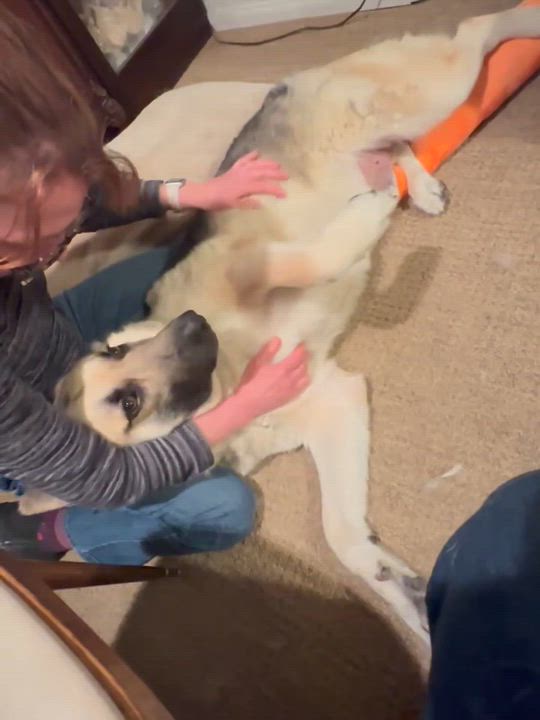 Enlarge Kenny, a Adoptable German Shepherd Dog in Santa Barbara, CA video 2/6