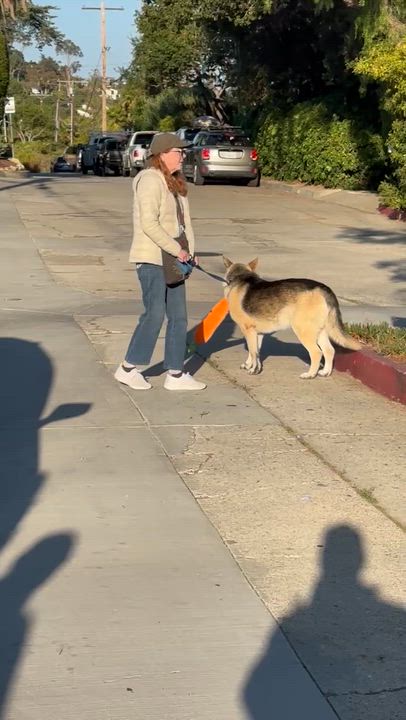 Enlarge Kenny, a Adoptable German Shepherd Dog in Santa Barbara, CA video 3/6